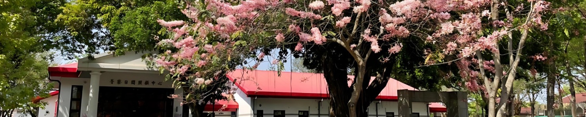 輪播圖-衛生福利部台南教養院花旗木開花一景